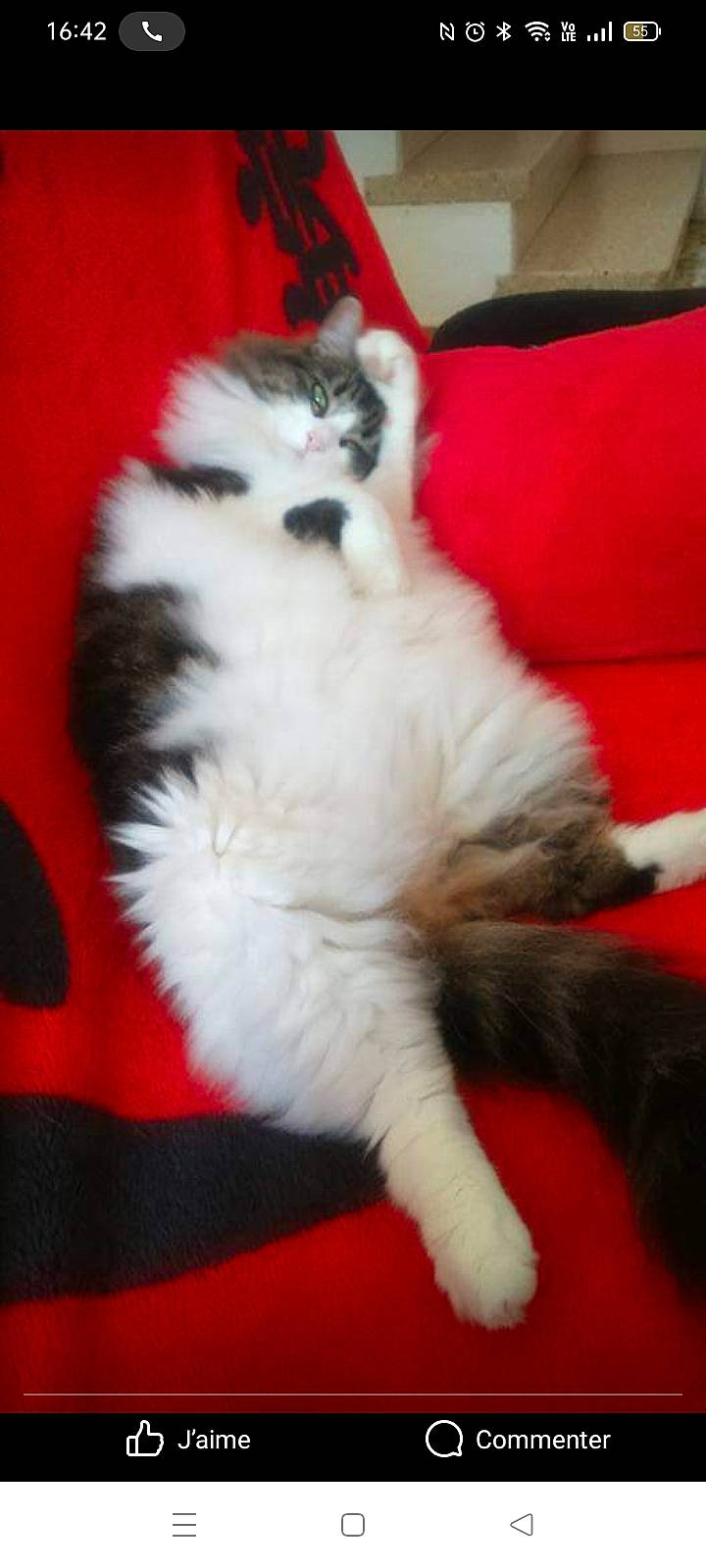 Angelya participe au concours pour gagner de l'argent avec cette photo : british_longhair, canidae, carnivore, cat, claw, comfort, companion_dog, couch, dog_breed, felidae, flooring, foot, fur, paw, small_to_medium_sized_cats, snout, tail, terrestrial_animal, whiskers