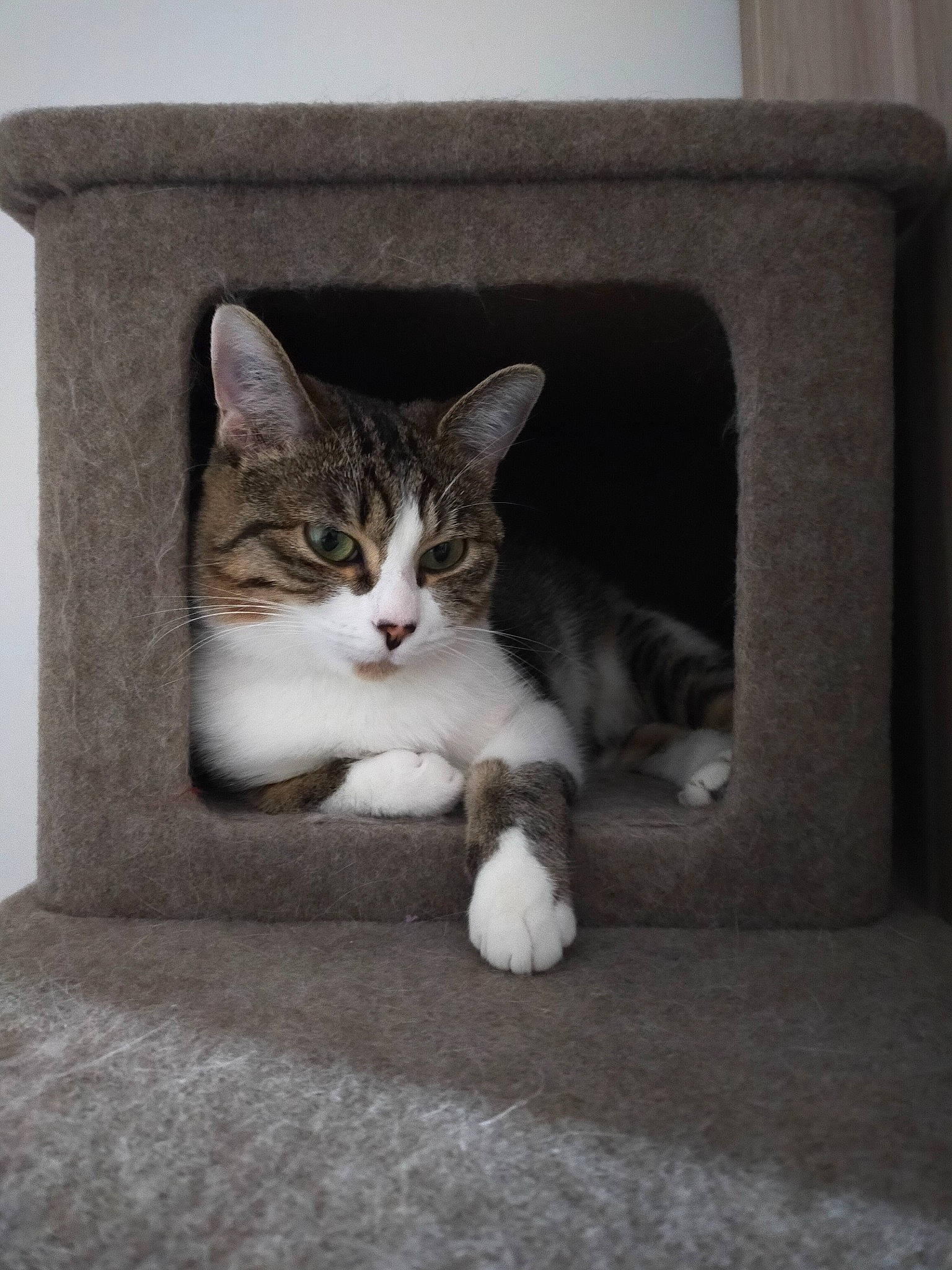 Talya a rejoint le concours — aidez-le/la à gagner de superbes lots ! carnivore, cat, comfort, couch, domestic_short_haired_cat, felidae, flooring, fur, grey, hardwood, mammal, paw, rectangle, sitting, small_to_medium_sized_cats, snout, tail, whiskers, window, wood