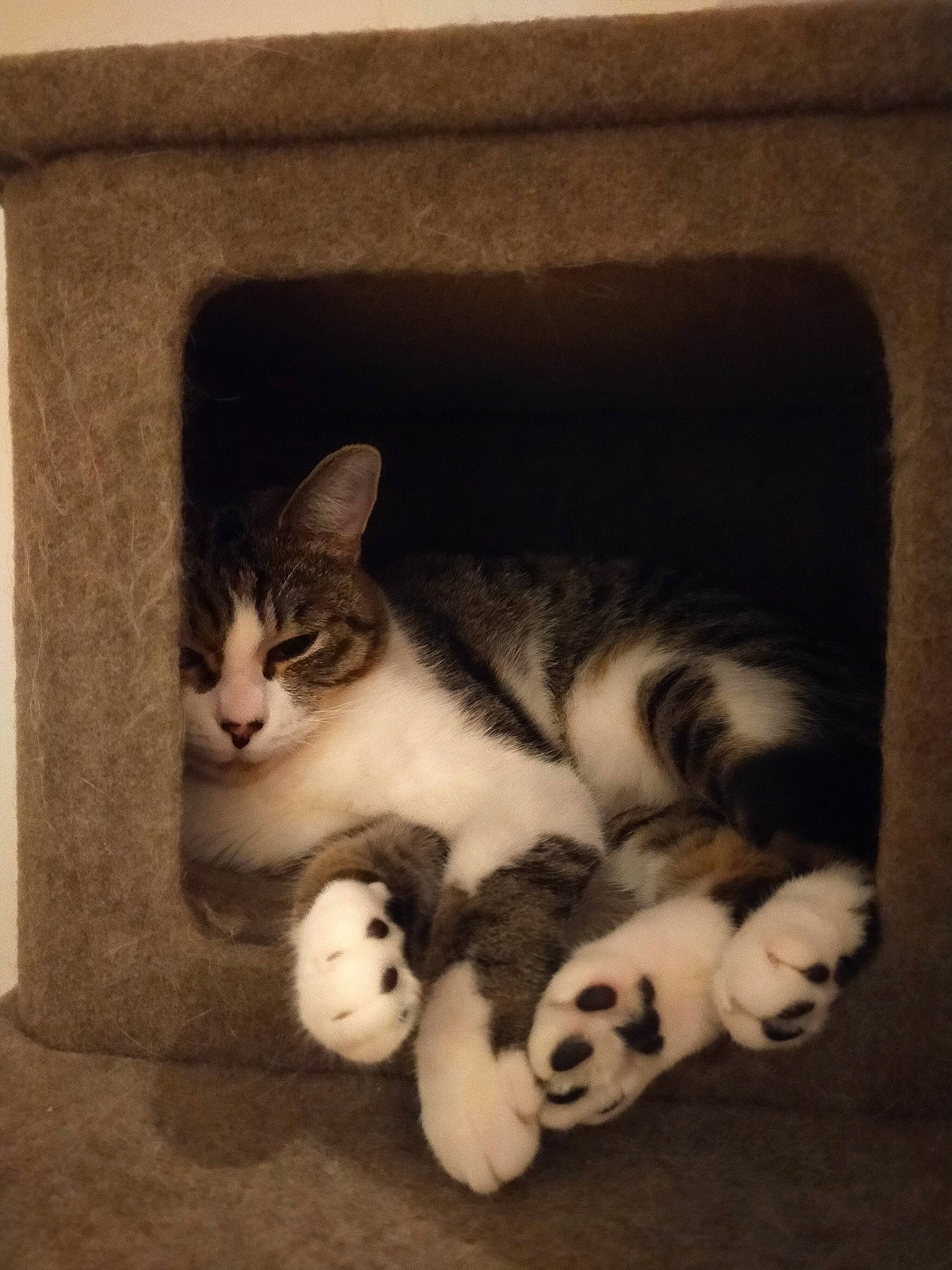 Talya a rejoint le concours — aidez-le/la à gagner de superbes lots ! carnivore, cat, claw, comfort, domestic_short_haired_cat, felidae, foot, fur, nap, paw, photo_caption, room, small_to_medium_sized_cats, snout, tail, terrestrial_animal, vertebrate, whiskers, window, wood