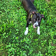 Diamond is registered to the contest to win money with this photo: dog, black_dog, white_paws, green_grass, clover, outdoor, pet, animal, collar, lying_down, playful, happy, nature, summer, closeup, grass_field, canine, tongue_out, leafy, relaxed