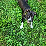 dog, black_dog, white_paws, green_grass, clover, outdoor, pet, animal, collar, lying_down, playful, happy, nature, summer, closeup, grass_field, canine, tongue_out, leafy, relaxed