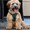 Mr. Henry is registered to the contest to win money with this photo: dog, puppy, curly_fur, green_harness, sitting, tongue_out, happy, outdoor, concrete_floor, woven_furniture, rug, pet, animal, cute, fluffy, canine, domestic_animal, companion, playful, young_dog