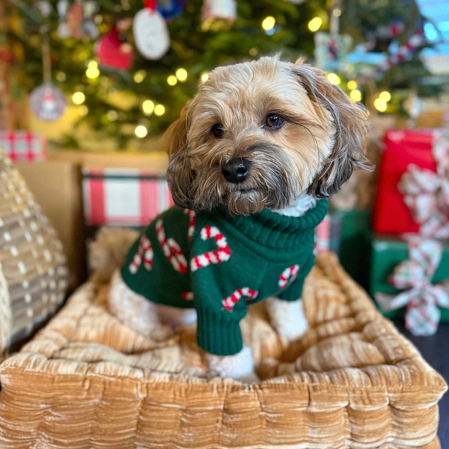 Mr. Henry is registered to the contest to win money with this photo: dog, small_dog, pet, basket, green_sweater, candy_cane_pattern, christmas_tree, holiday, decorations, wrapped_presents, lights, cozy, indoor, brown_fur, cute, festive, portrait, soft_texture, holiday_season, christmas
