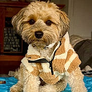 Mr. Henry joined the competition — help win amazing prizes! dog, pet, fluffy, fleece_jacket, tan_and_white, cute, indoor, portrait, blue_quilt, cozy, animal, fur, small_dog, sitting, looking_at_camera, home, living_room, warm_lighting, collar, adorable