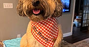 Mr. Henry joined the competition — help win amazing prizes! dog, bandana, red_and_white, checkered, pet, cute, fluffy, indoor, quilted_mat, wooden_surface, happy, smiling, fur, home, living_room, television, decor, animal, canine, portrait