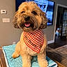 dog, bandana, red_and_white, checkered, pet, cute, fluffy, indoor, quilted_mat, wooden_surface, happy, smiling, fur, home, living_room, television, decor, animal, canine, portrait