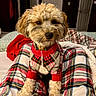 Mr. Henry joined the competition — help win amazing prizes! dog, plaid, sweater, pajamas, bedroom, blanket, curly_fur, cozy, pet, cute, indoor, furniture, warm_lighting, bed, collar, pattern, resting, small_dog, domestic_animal, fabric