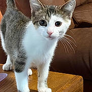 Smoky joined the competition — help win amazing prizes! animal, cat, close_up, couch, cozy, curious, ears, eyes, furry, gray_and_white, indoors, kitten, living_room, pet, pink_nose, portrait, standing, striped_fur, whiskers, wooden_table