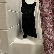 Inky joined the competition — help win amazing prizes! black_cat, cat, bathroom, bathtub, shower_curtain, tile_wall, curious, pet, animal, indoor, feline, dark_fur, looking, sitting, corner, white_tiles, close_up, household, quiet, still_life
