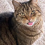 Casanova joined the competition — help win amazing prizes! cat, tabby, feline, pet, animal, tongue, blep, whiskers, ears, eyes, close_up, portrait, fur, striped, brown, gray, indoor, blanket, cozy, funny