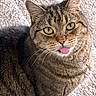 cat, tabby, feline, pet, animal, tongue, blep, whiskers, ears, eyes, close_up, portrait, fur, striped, brown, gray, indoor, blanket, cozy, funny
