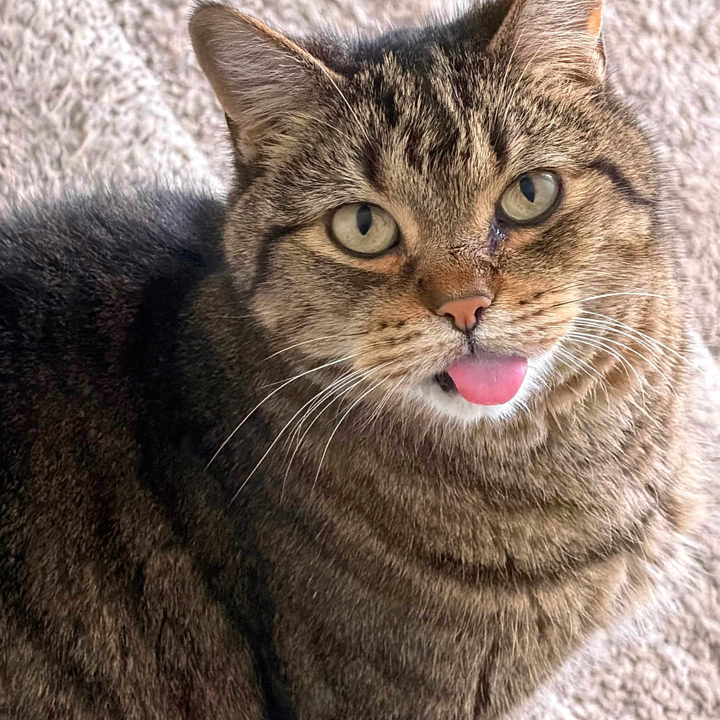 Casanova joined the competition — help win amazing prizes! cat, tabby, feline, pet, animal, tongue, blep, whiskers, ears, eyes, close_up, portrait, fur, striped, brown, gray, indoor, blanket, cozy, funny
