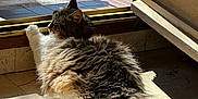 Princesse a rejoint le concours — aidez-le/la à gagner de superbes lots ! cat, long_hair, fluffy, paw, tail, sunbeam, sunlight, indoor, doorway, tile_floor, resting, napping, pet, feline, whiskers, window, shadow, cozy, lounging, domestic