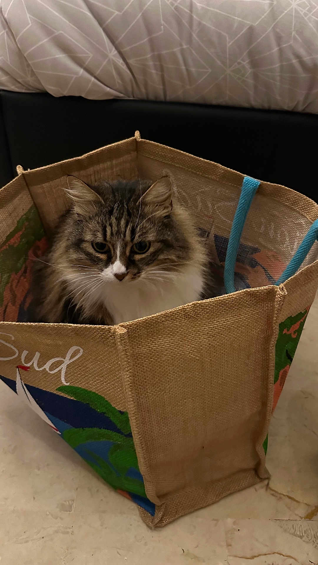 Princesse participe au concours pour gagner de l'argent avec cette photo : cat, tabby, longhair_cat, pet, jute_bag, tote_bag, blue_handle, whiskers, ears, fur, indoor, bed, bedspread, marble_floor, floor, portrait, sitting, cute, looking_at_camera, container