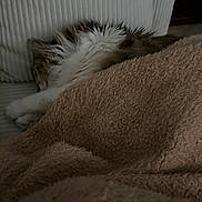 Princesse participe au concours pour gagner de l'argent avec cette photo : cat, blanket, couch, fur, sleeping, cozy, indoor, cushion, paw, napping, whiskers, upholstery, throw_blanket, pet, soft_texture, resting, closeup, sleepy, white_couch, brown_blanket