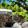 Princesse a rejoint le concours — aidez-le/la à gagner de superbes lots ! cat, sleeping_cat, long_hair, fur, paw, whiskers, outdoor, tree, blue_sky, vehicle, van, close_up, nap, cozy, relaxation, sunlit, portrait, greenery, nature, fluffy