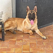 César participe au concours pour gagner de l'argent avec cette photo : dog, german_shepherd, tongue_out, lying_down, pet, animal, floor, tile, indoor, storage_box, black, brown, fur, ears_up, happy, canine, household, resting, companion, portrait