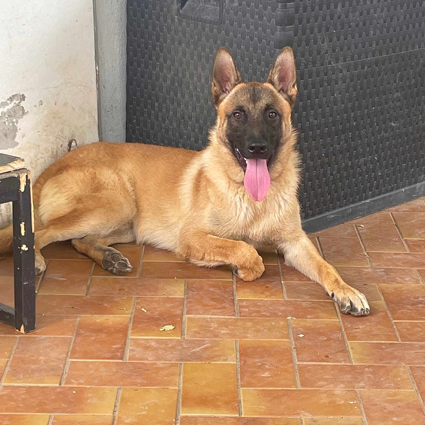 César participe au concours pour gagner de l'argent avec cette photo : dog, german_shepherd, tongue_out, lying_down, pet, animal, floor, tile, indoor, storage_box, black, brown, fur, ears_up, happy, canine, household, resting, companion, portrait