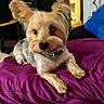 Buster is registered to the contest to win money with this photo: animal, blanket, canine, collar, companion, cozy, cute, dog, domestic, ears, fur, fur_texture, household, indoor, pet, portrait, purple_blanket, relaxed, resting, small_dog