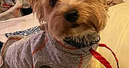 Buster joined the competition — help win amazing prizes! accessory, bed, blanket, clothing, collar, cute, date_display, dog, fabric, fur, hanger, indoor, lock_screen, looking_at_camera, pet, phone_screen, red_ribbon, small_dog, time_display, water_bottle