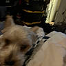 Buster is registered to the contest to win money with this photo: animal, background, bed, blanket, blurry, canine, close_up, cozy, dark, dim_light, dog, domestic_animal, furniture, home, indoor, pet, room, sleeping_area, small_dog, unfocused