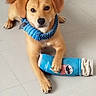 Simba participe au concours pour gagner de l'argent avec cette photo : blue_collar, bottle_toy, brown_eyes, companion_animal, curled_tail, dog, floppy_ears, front_view, home, indoor, knitted_collar, lying_down, pet, photography, playful, puppy, sitting, tan_dog, tiled_floor, toy
