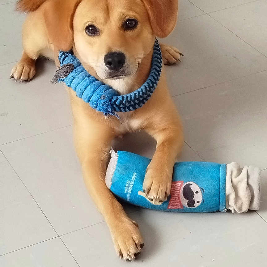 Simba