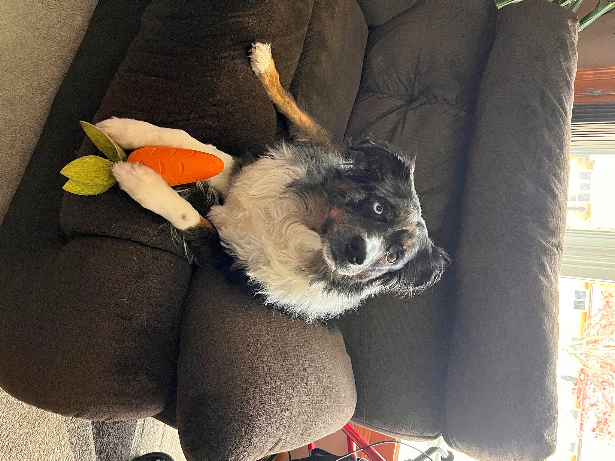 Lacie is registered to the contest to win money with this photo: canidae, carmine, carnivore, comfort, companion_dog, costume_hat, couch, dog, dog_breed, dog_supply, fawn, felidae, flower, fur, hat, stuffed_toy, tail, toy, toy_dog, whiskers