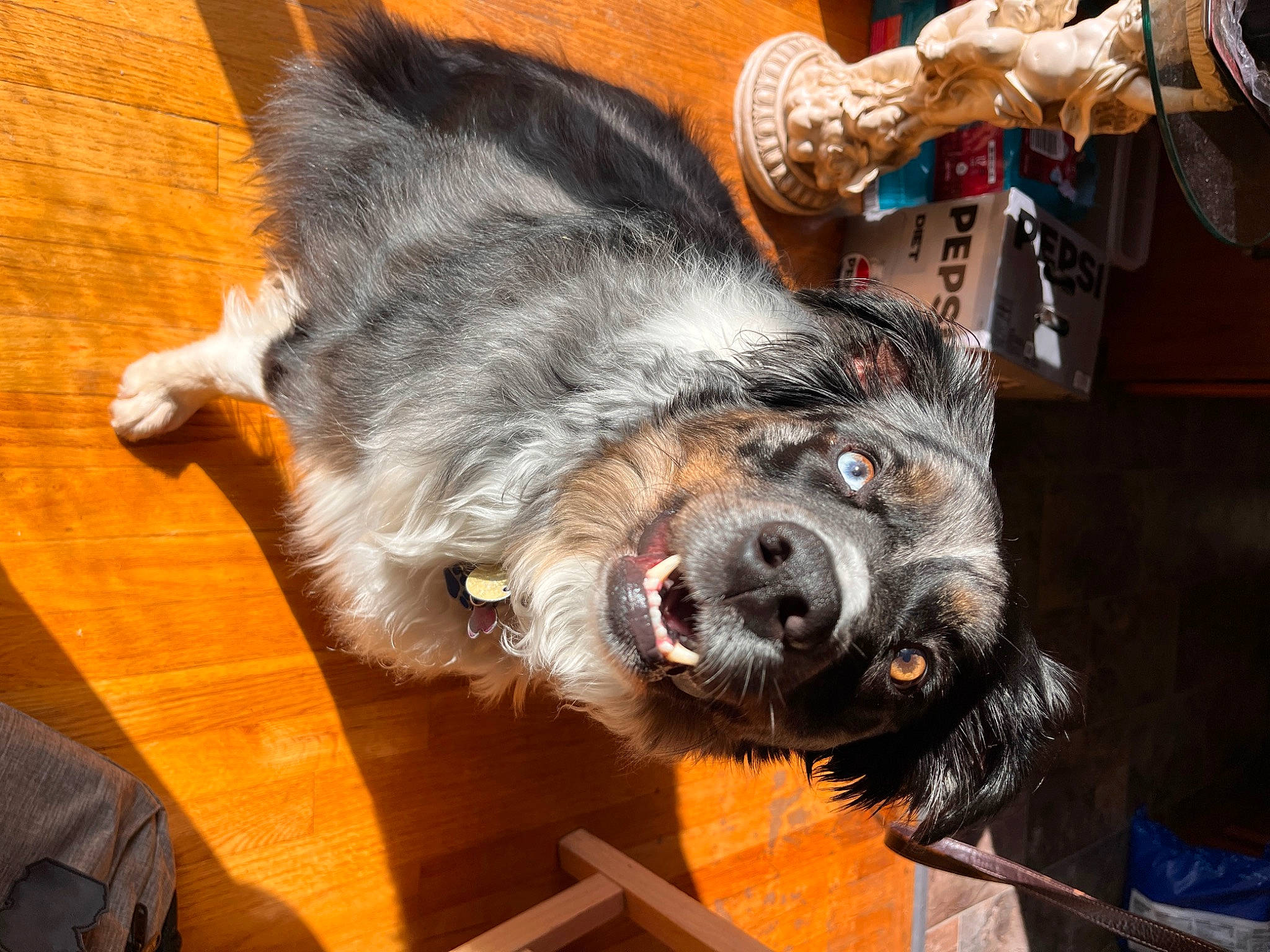 Lacie joined the competition — help win amazing prizes! canidae, carnivore, companion_dog, dog, dog_breed, felidae, fur, hardwood, liver, schnauzer, small_terrier, snout, sporting_group, tail, terrier, toy_dog, water_dog, wood, working_animal, yorkipoo