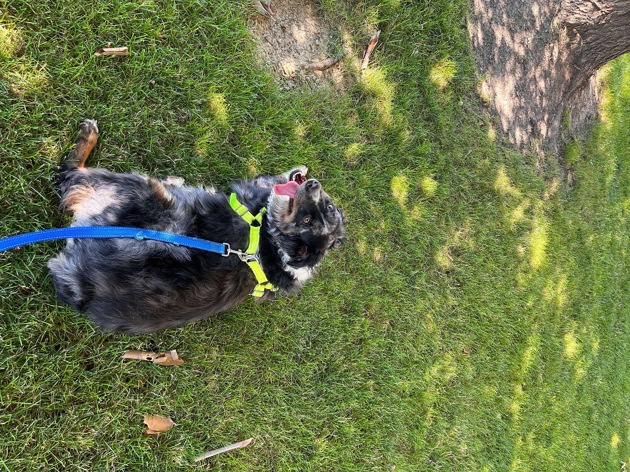 Lacie is registered to the contest to win money with this photo: carnivore, collar, companion_dog, dog, dog_breed, dog_collar, electric_blue, felidae, grass, groundcover, leash, pet_supply, shadow, shrub, sporting_group, tail, terrestrial_animal, trunk, working_animal, working_dog