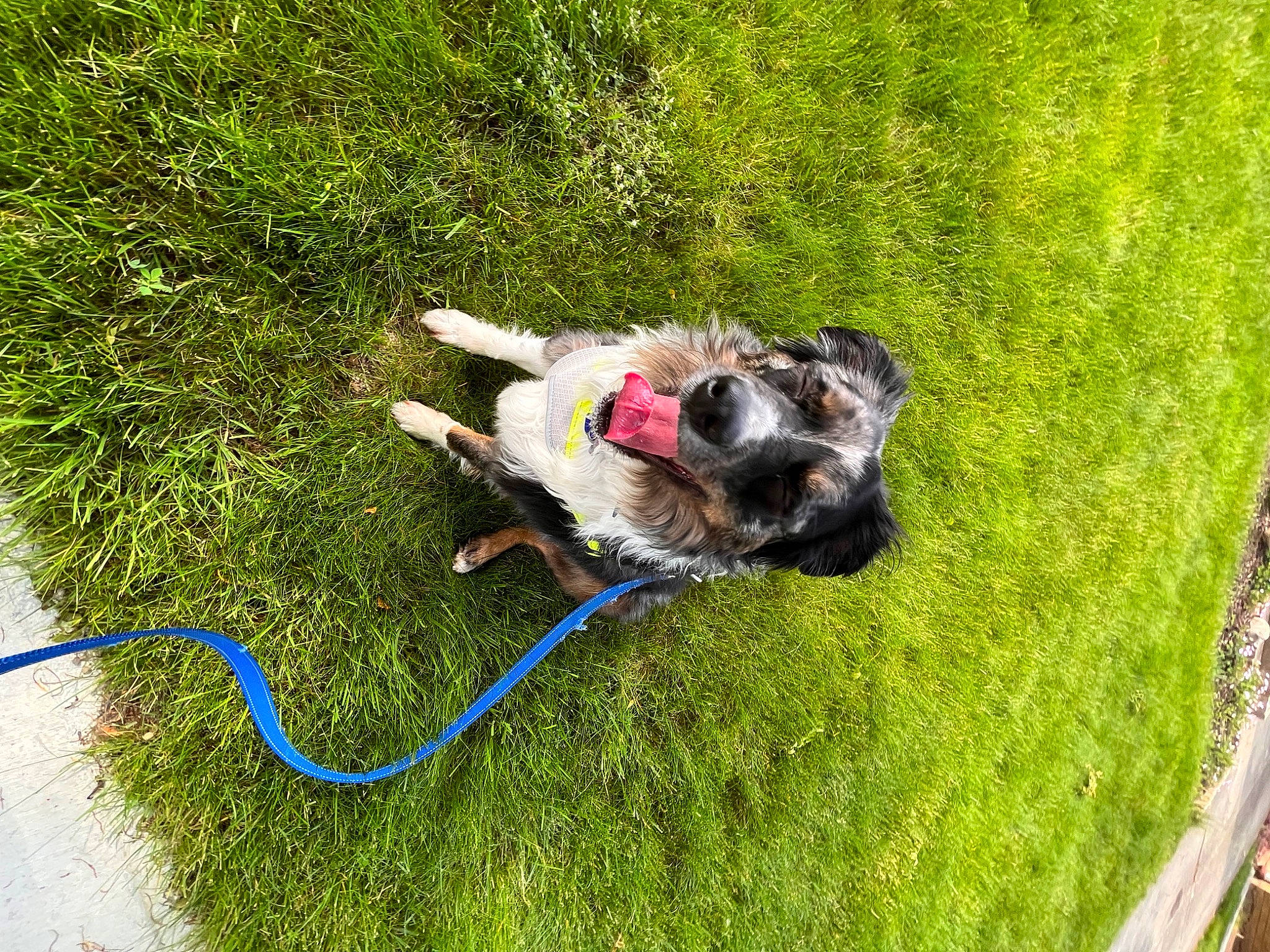 Lacie is registered to the contest to win money with this photo: canidae, carnivore, collar, companion_dog, dog, dog_breed, dog_collar, dog_supply, fawn, garden_hose, grass, leash, mammal, pet_supply, sporting_group, tail, toy, vertebrate, working_animal, yard