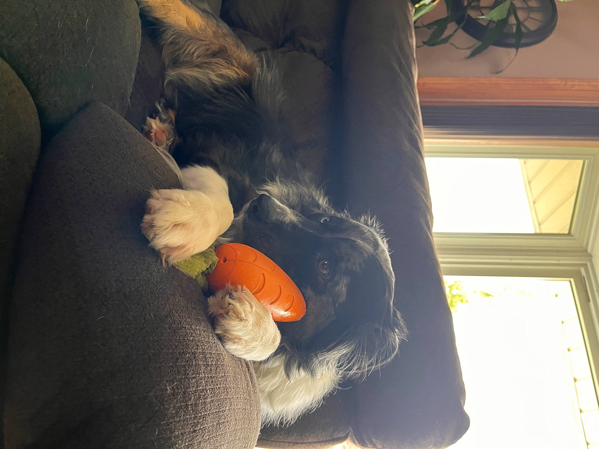 Lacie joined the competition — help win amazing prizes! art, comfort, fish, foot, fur, gesture, human_leg, nail, plush, room, sitting, stuffed_toy, tail, tints_and_shades, toy, tree, visual_arts, window, wood, wool