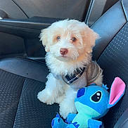 Iris joined the competition — help win amazing prizes! puppy, dog, car_seat, plush_toy, stuffed_animal, blue, white, fur, pet, cute, small_dog, indoors, seat, sunlight, toy, fabric, leather, animal, companionship, travel