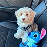 puppy, dog, car_seat, plush_toy, stuffed_animal, blue, white, fur, pet, cute, small_dog, indoors, seat, sunlight, toy, fabric, leather, animal, companionship, travel