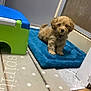 dog, puppy, small_dog, curly_fur, brown_fur, blue_mat, green_step_stool, bathroom, door, mat, floor, indoor, pet, standing, looking_at_camera, collar, close_up, home_interior, polka_dot_floor, texture