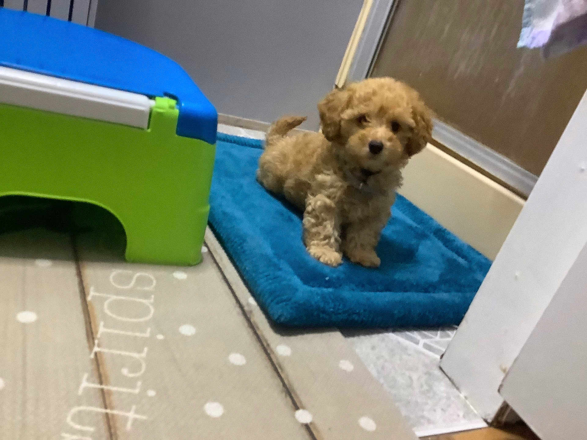 Churro joined the competition — help win amazing prizes! dog, puppy, small_dog, curly_fur, brown_fur, blue_mat, green_step_stool, bathroom, door, mat, floor, indoor, pet, standing, looking_at_camera, collar, close_up, home_interior, polka_dot_floor, texture