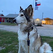Grizzly joined the competition — help win amazing prizes! dog, leash, collar, grass, outdoor, flags, building, sky, rural, pet, animal, sitting, fur, ears, face, nature, daytime, quiet, focused, background