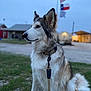 dog, leash, collar, grass, outdoor, flags, building, sky, rural, pet, animal, sitting, fur, ears, face, nature, daytime, quiet, focused, background