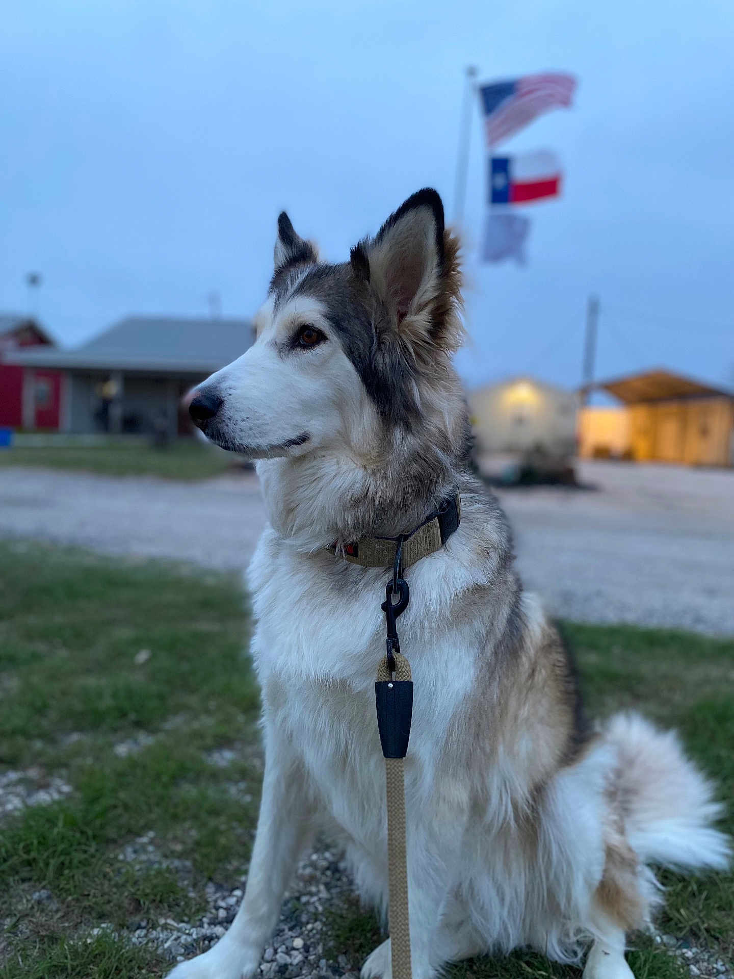 Grizzly joined the competition — help win amazing prizes! dog, leash, collar, grass, outdoor, flags, building, sky, rural, pet, animal, sitting, fur, ears, face, nature, daytime, quiet, focused, background