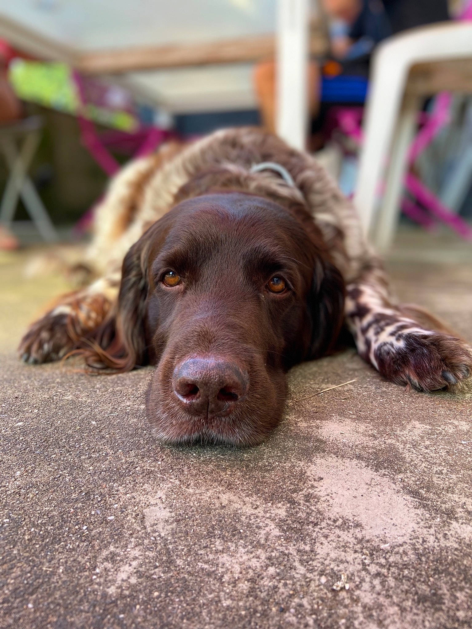 Heyko participe au concours pour gagner de l'argent avec cette photo : art, borador, carnivore, chair, companion_dog, dog, dog_breed, event, flooring, fur, gun_dog, liver, magenta, retriever, snout, sporting_group, wood, working_animal