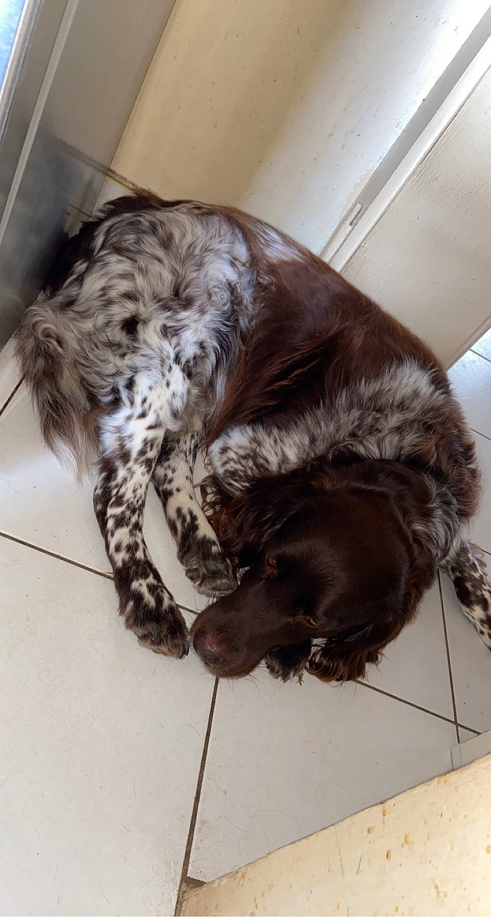 Heyko a rejoint le concours — aidez-le/la à gagner de superbes lots ! canidae, carnivore, comfort, companion_dog, dog, dog_breed, felidae, flooring, fur, gun_dog, hardwood, liver, metal, paw, snout, spaniel, sporting_group, tail, whiskers, working_animal