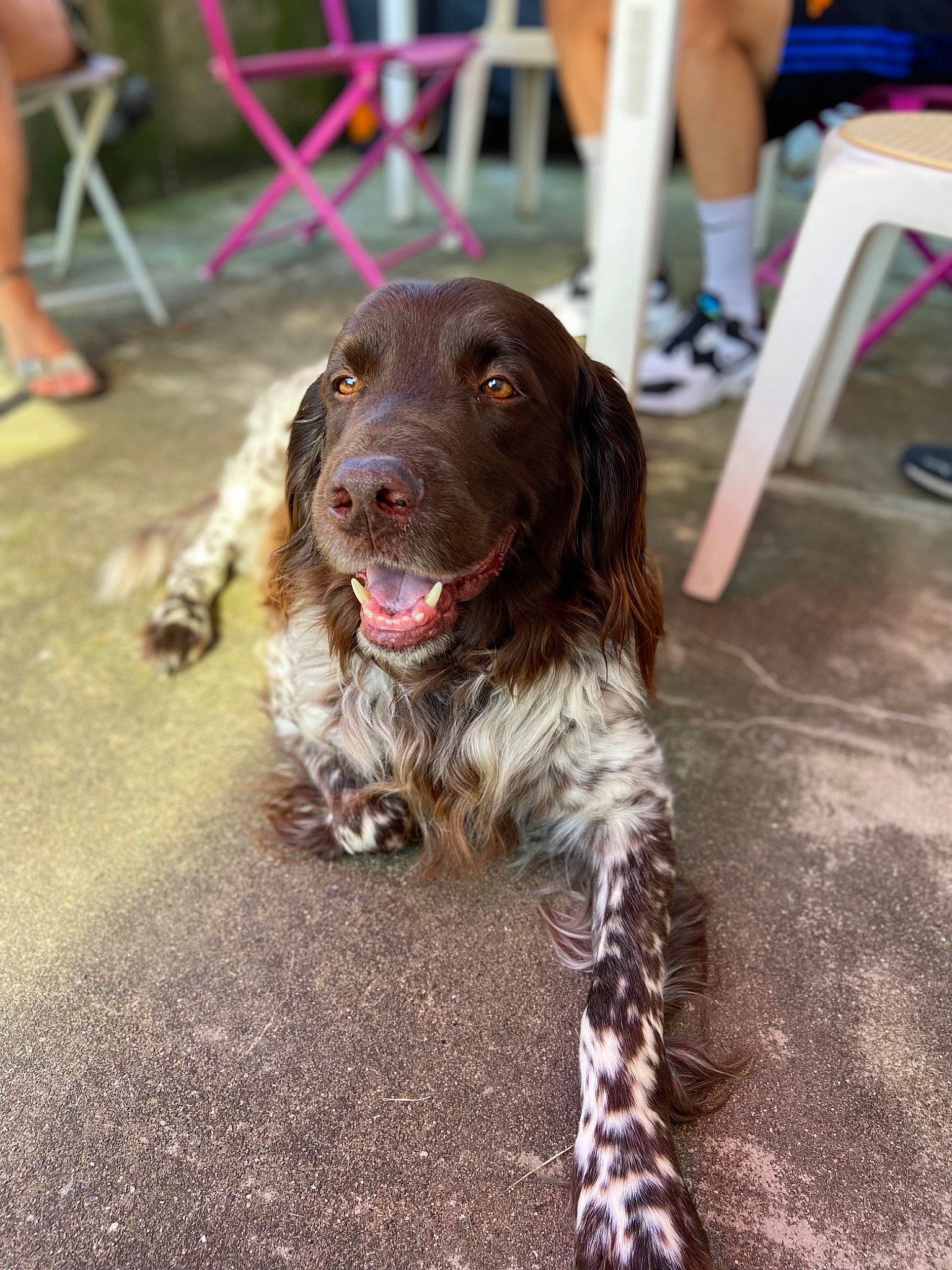 Heyko a rejoint le concours — aidez-le/la à gagner de superbes lots ! canidae, carnivore, chair, cocker_spaniel, companion_dog, dog, dog_breed, dog_collar, event, fur, furniture, gun_dog, human_leg, liver, pointing_breed, retriever, shorts, snout, spaniel, sporting_group