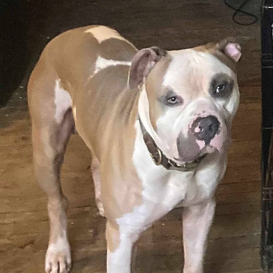 Boomer joined the competition — help win amazing prizes! animal, bostonbull, boxer, bulldog, canine, dog, frenchbulldog, indoors, interiordesign, pet, pitbull, puppy, snout, whitedog