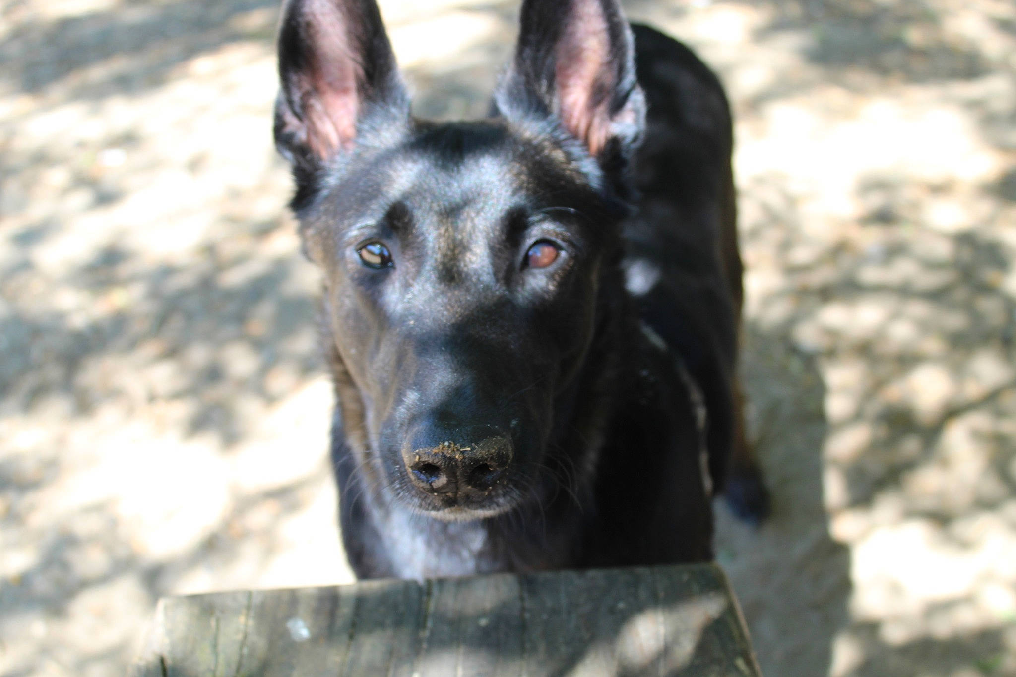 Witty a rejoint le concours — aidez-le/la à gagner de superbes lots ! belgian_shepherd, canidae, carnivore, dog, dog_breed, dutch_shepherd_dog, ear, east_european_shepherd, eye, formosan_mountain_dog, german_shepherd_dog, kunming_wolfdog, mammal, police_dog, rare_breed_dog, snout, sporting_group, vertebrate