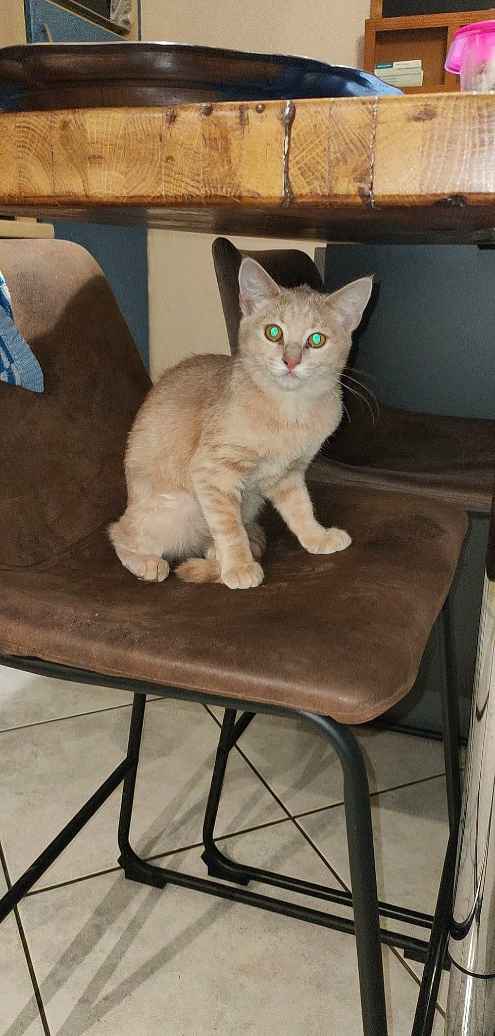 Gaara a rejoint le concours — aidez-le/la à gagner de superbes lots ! carnivore, cat, chair, comfort, desk, domestic_short_haired_cat, fawn, felidae, fur, furniture, hardwood, outdoor_furniture, paw, sitting, small_to_medium_sized_cats, snout, table, tail, whiskers, wood