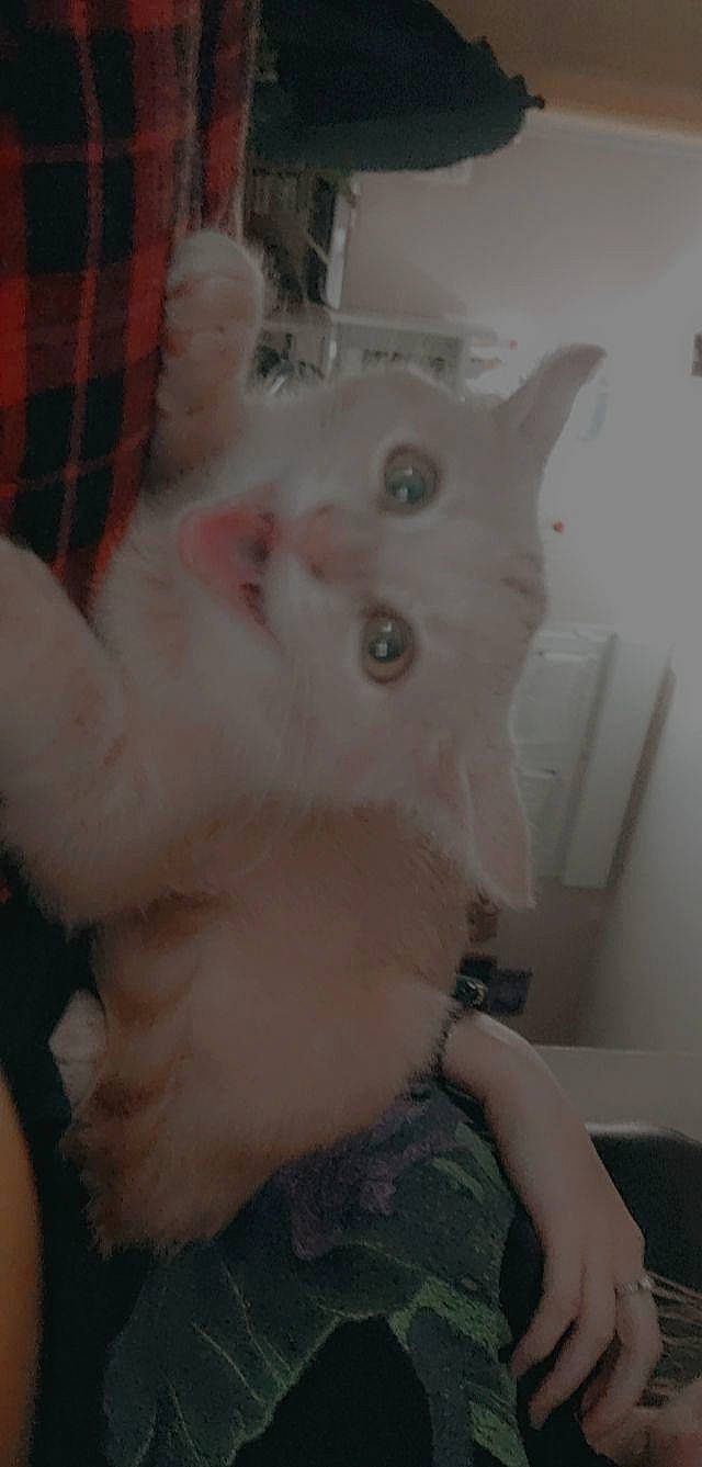 Gaara participe au concours pour gagner de l'argent avec cette photo : carnivore, cat, domestic_short_haired_cat, ear, felidae, fur, mammal, pattern, paw, plaid, small_to_medium_sized_cats, snout, tail, tartan, whiskers