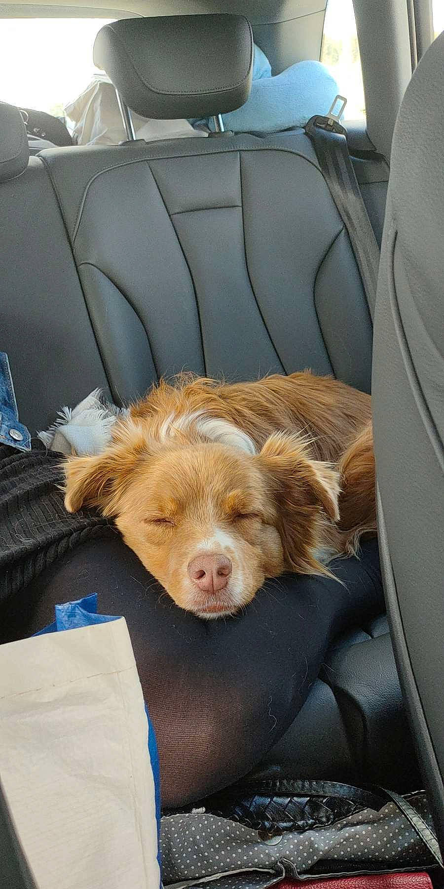 Jannah participe au concours pour gagner de l'argent avec cette photo : car_seat, car_seat_cover, carnivore, comfort, companion_dog, dog, dog_breed, family_car, fawn, fur, head_restraint, liver, motor_vehicle, radio, snout, spaniel, sporting_group, vehicle, whiskers, working_animal