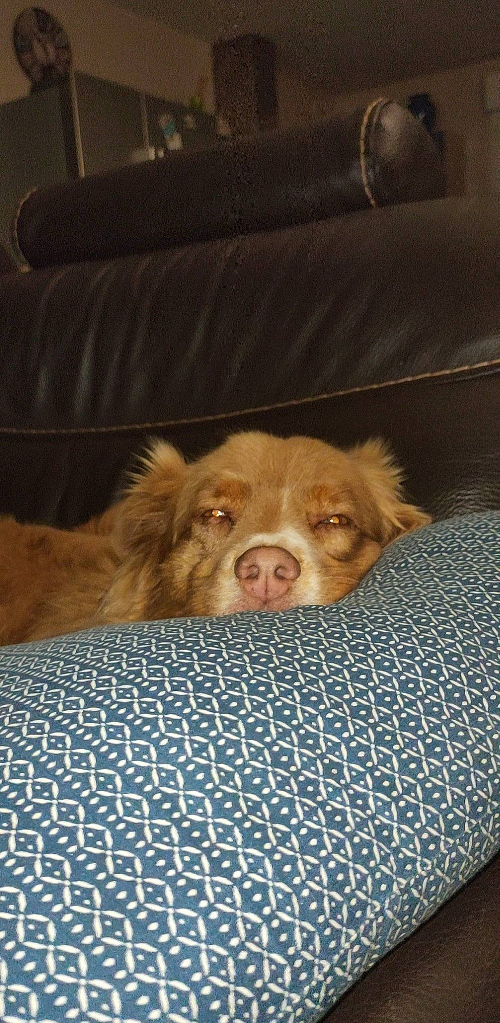 Jannah a rejoint le concours — aidez-le/la à gagner de superbes lots ! canidae, carnivore, comfort, companion_dog, couch, dog, dog_breed, fawn, flooring, fur, linens, liver, paw, snout, sporting_group, terrestrial_animal, toy_dog, whiskers, wood, working_animal