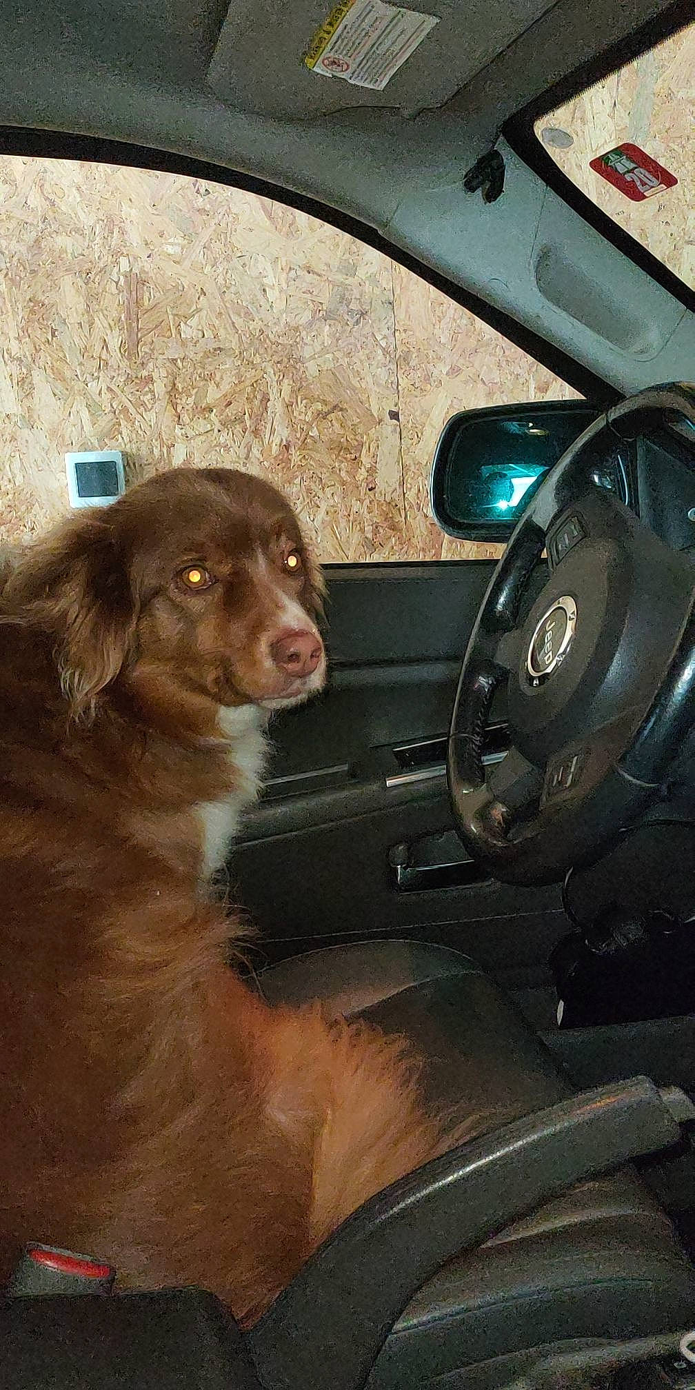 Jannah a rejoint le concours — aidez-le/la à gagner de superbes lots ! auto_part, automotive_design, automotive_exterior, automotive_lighting, automotive_mirror, car, carnivore, companion_dog, dog, dog_breed, door, liver, motor_vehicle, personal_luxury_car, snout, steering_part, steering_wheel, tints_and_shades, vehicle, vehicle_door