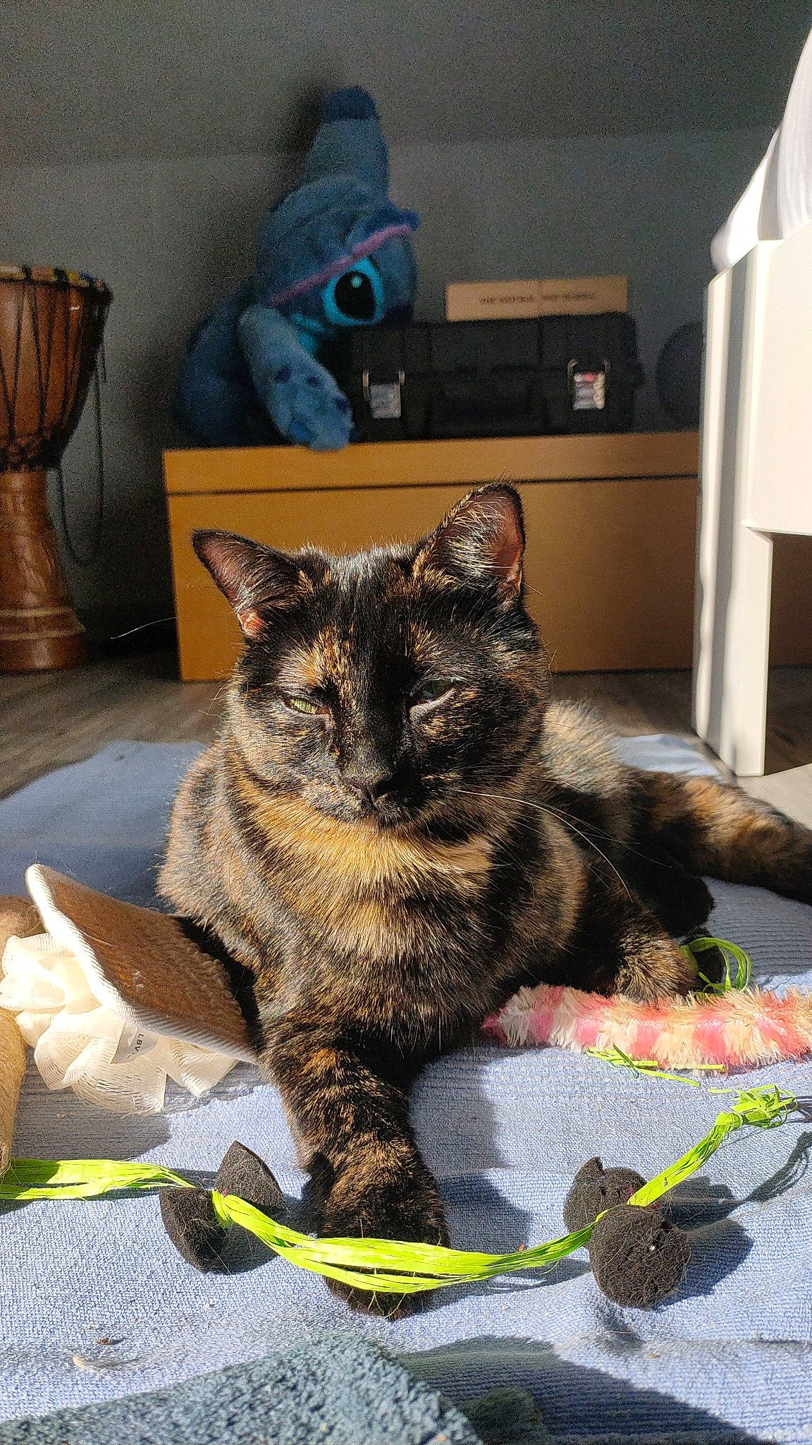 Xena participe au concours pour gagner de l'argent avec cette photo : black_cat, carnivore, cat, claw, comfort, domestic_short_haired_cat, felidae, fur, grey, living_room, nap, paw, sitting, sleep, small_to_medium_sized_cats, snout, tail, terrestrial_animal, whiskers, wood